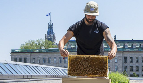 Employé d'Alvéole qui lève un rayon de ruche d'abeille sur le toit du Centre des congrès