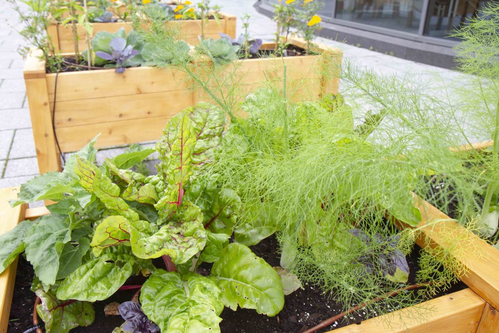 Bacs de plantation situés sur la Promenade Desjardins du Centre des congrès de Québec