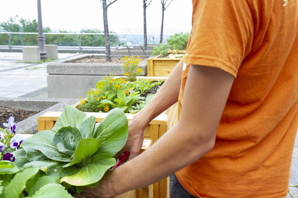 Bacs de plantation situés sur la Promenade Desjardins du Centre des congrès de Québec