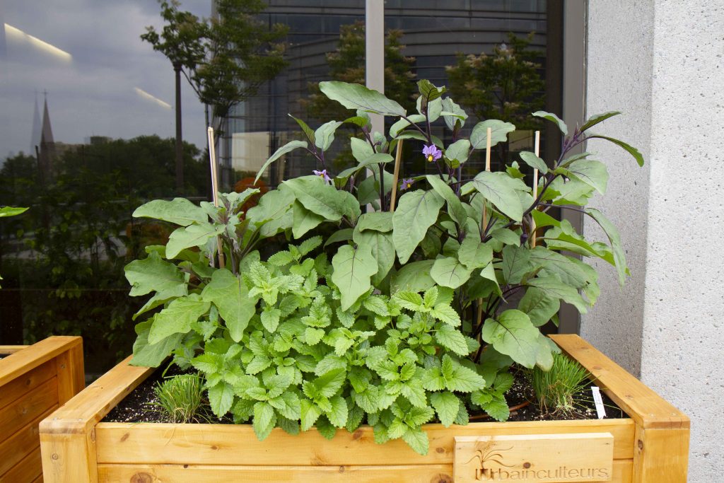 Bacs de plantation situés sur la Promenade Desjardins du Centre des congrès de Québec