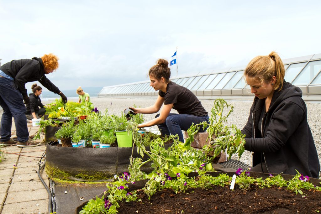 The Urbainculteurs team, a Québec City non-profit organization, preparing the garden on the roof of the Convention Centre.