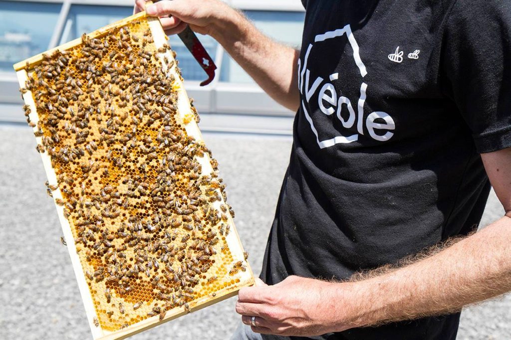 Récolte du miel des ruches pollinisatrices installées sue le toit du Centre des congrès de Québec par l'entreprise Alvéole