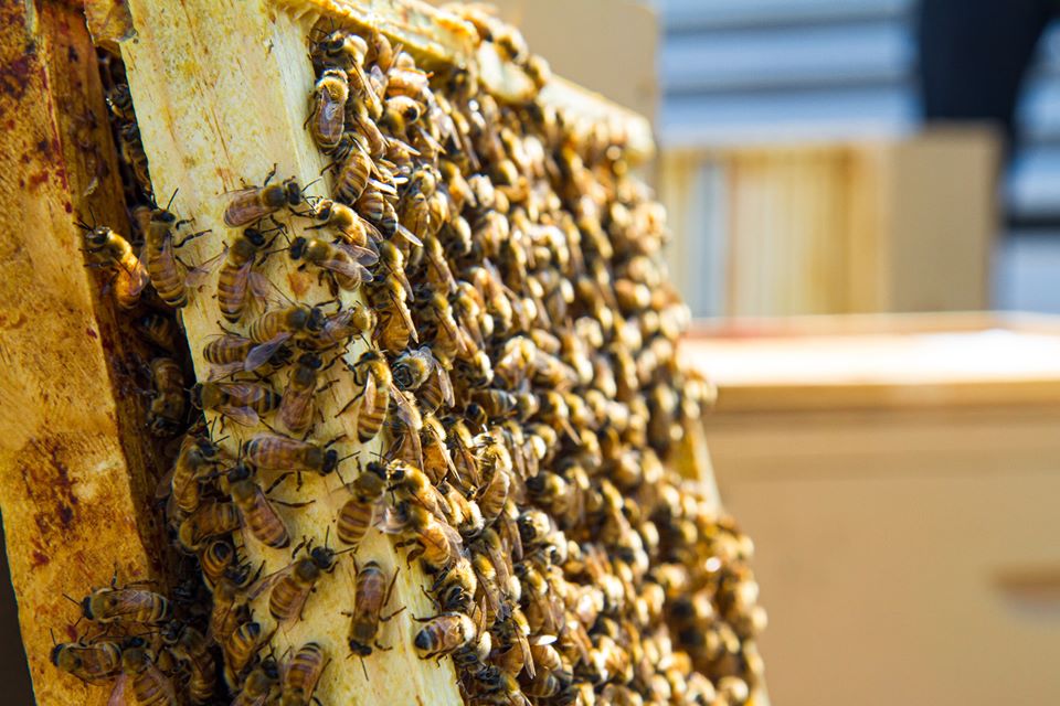 Close-up of bees at work in their wooden hive on the roof of the Québec City Convention Centre.
