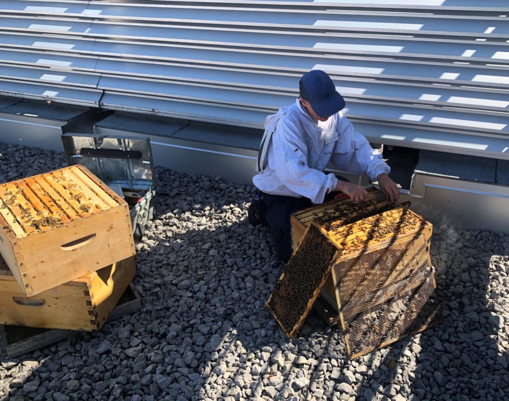A beekeeper from Alvéole repositioning honeycomb frames in the hive installed on the roof of the Québec City Convention Centre (summer 2025).
