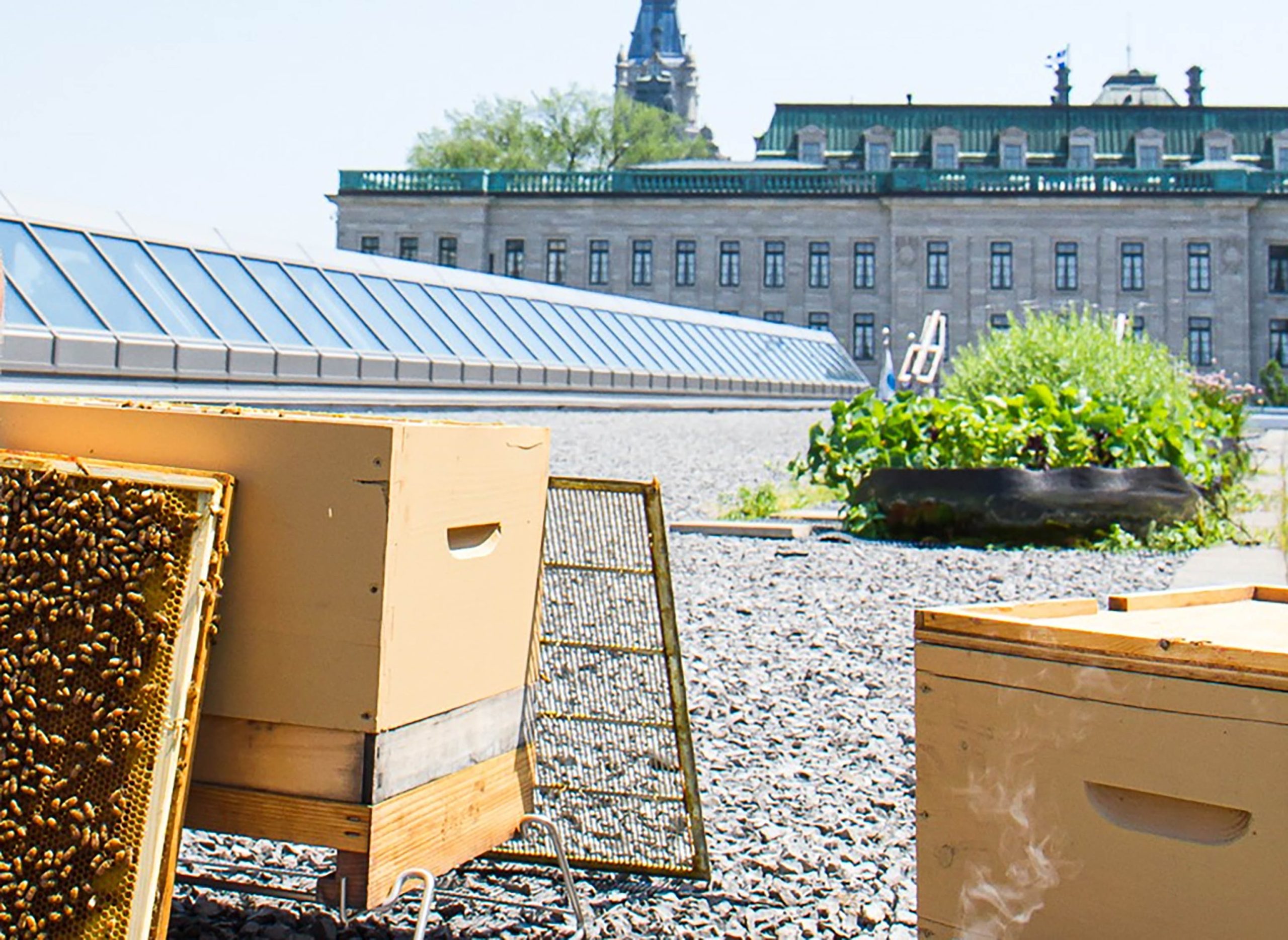Ruches d'abeilles sur le toit du Centre des congrès avec pots de fines herbes.