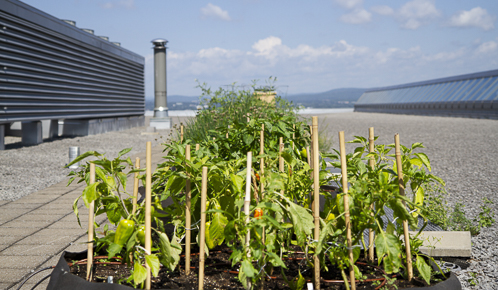 Pot de fines herbes pour les chefs du Centre des congrès