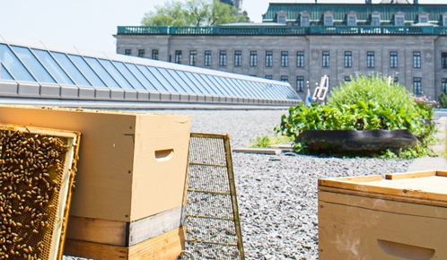 Ruches d'abeilles sur le toit du Centre des congrès avec pots de fines herbes.